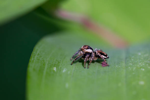 葉にクモ ハエトリグモ科 - sibiria ストックフォトと画像