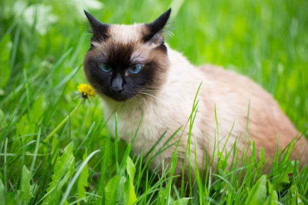 istock Siamese cat in the grass with blue eyes 918959234