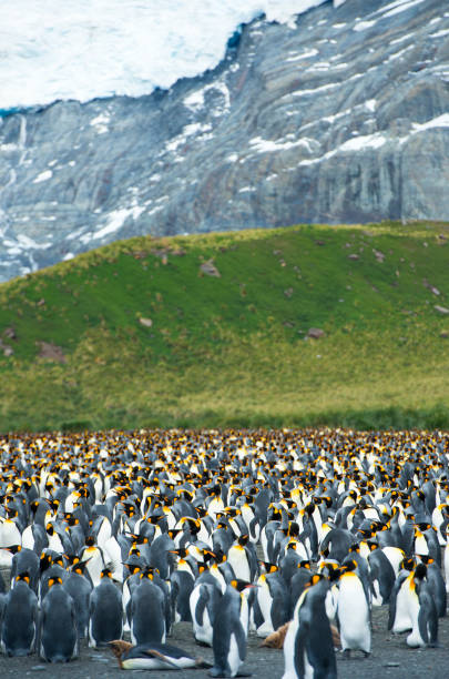 pinguino re strombazzante - falkland islands foto e immagini stock