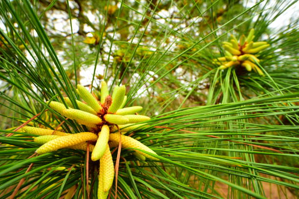 macro grand-angle de regroupés « cônes mâles » entourés d’aiguilles de pin à encens - pine tree loblolly pine loblolly forest photos et images de collection