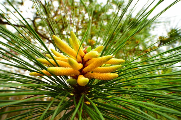 macro grandangolare di "coni maschili" circondati da aghi sul pino loblolly - pine tree loblolly pine loblolly forest foto e immagini stock