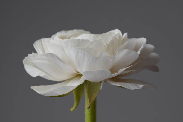 istock beautiful white ranunculus on a gray background 918959632