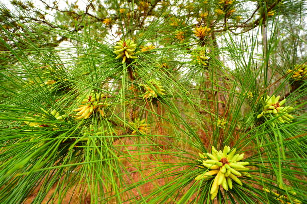 vista grandangolare di gruppi di "coni maschili" sul pino di loblolly - pine tree loblolly pine loblolly forest foto e immagini stock