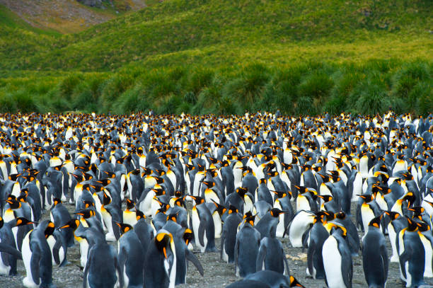 istock Trumpeting king penguin 918959684