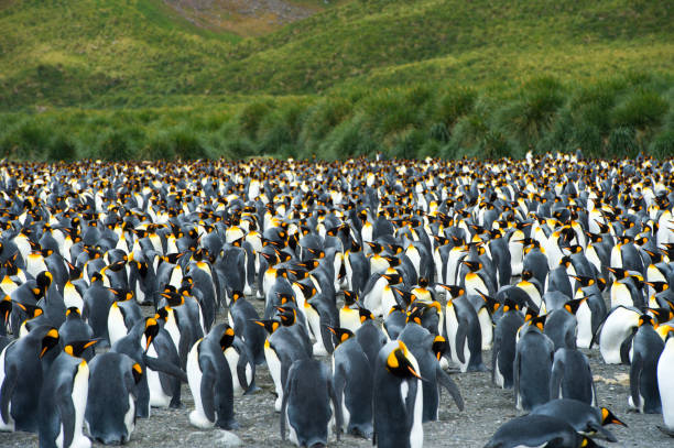 istock Trumpeting king penguin 918959918