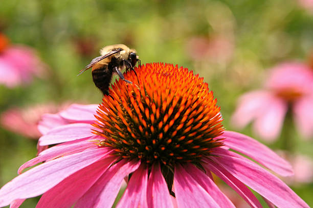 echinacea com abelha flor - mating ritual - fotografias e filmes do acervo