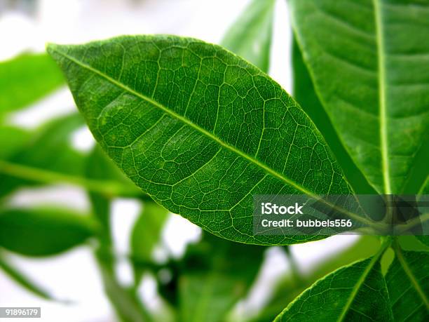 Leaf Stock Photo - Download Image Now - Alternative Medicine, Close-up, Color Image