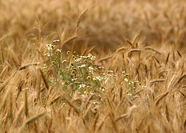 Camomilla sul campo di mais - foto stock