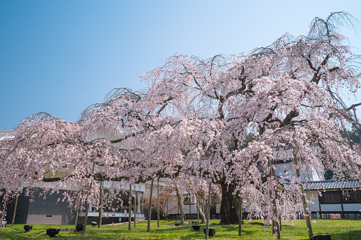 Kyoto, Japan - March 31, 2015: Weeping Cherry Blossom at Daigoji Temple (Daigo-ji) in Kyoto, Japan.