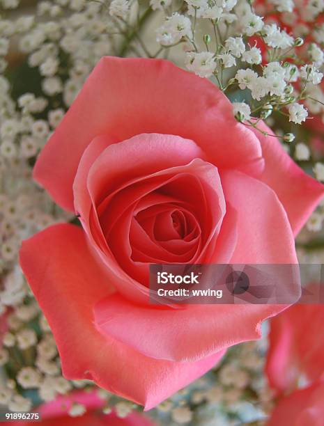 Photo libre de droit de Rose Rosethé banque d'images et plus d'images libres de droit de Amour - Amour, Arbre en fleurs, Beauté