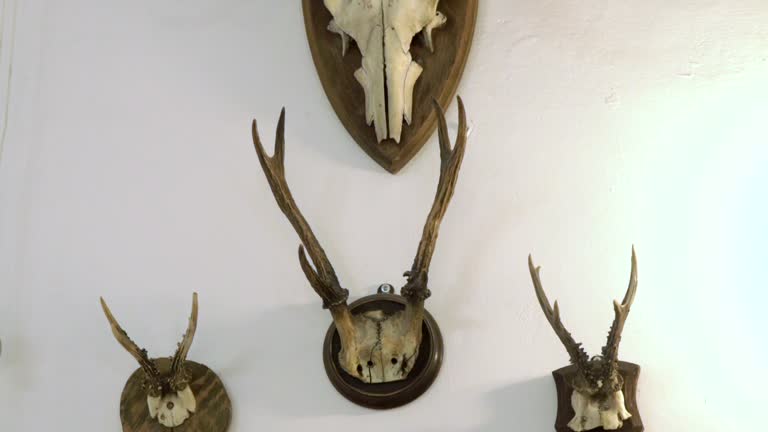 Hunting trophy. Animal skull with horn. Set of skulls.