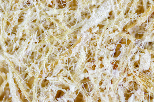 Fibra de la palma de aceite del fondo, cerca fibra de Palma de aceite bajo el microscopio para el análisis químico en laboratorio. photo
