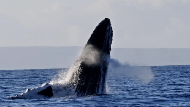 Extremely rare shot of a full Humpback Whale breach