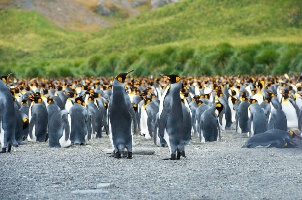 rei pinguins olhando para as instruções de como chegar na ilha geórgia do sul - south georgia falkland islands mode of transport nature - fotografias e filmes do acervo