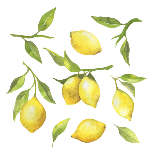 istock Watercolor set with fresh citrus fruit lemons on a branch with green leaves isolated on white background. Real watercolor painting 918968982