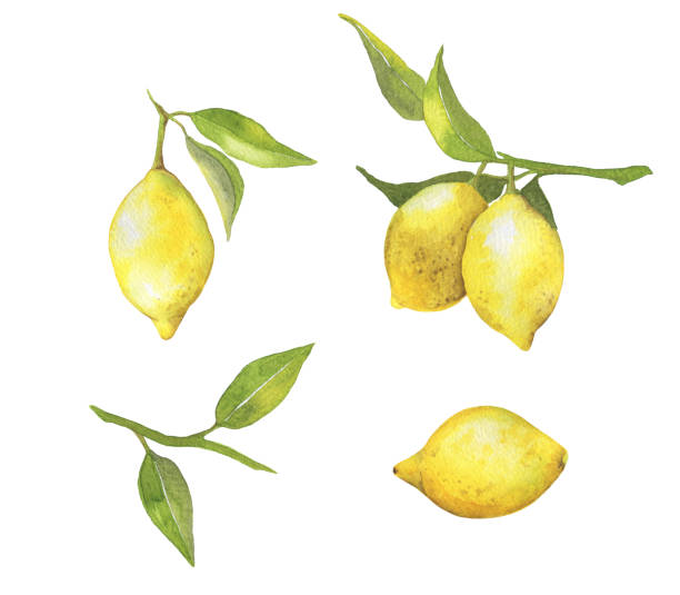 istock Set with watercolor fresh citrus fruit lemons with branches and leaves 918969004