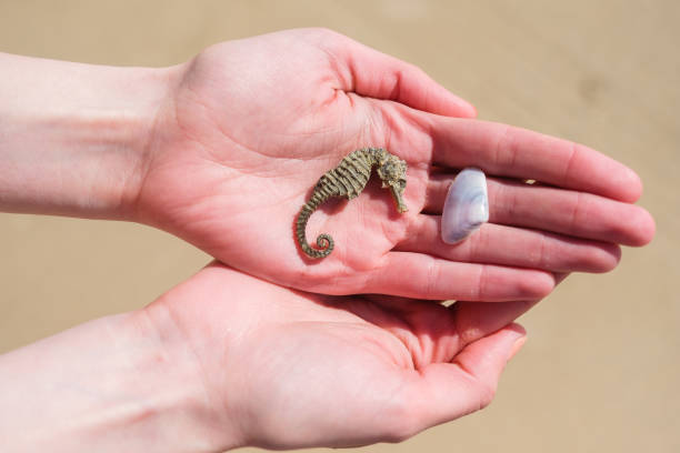 istock Dried seahorse and a shell in woman's hands in the sand background. 918973500