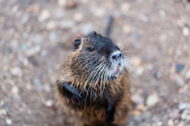 istock Face of a Coypu or Nutria 918975374