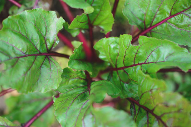 Beet leaves in a garden, close up, top view.