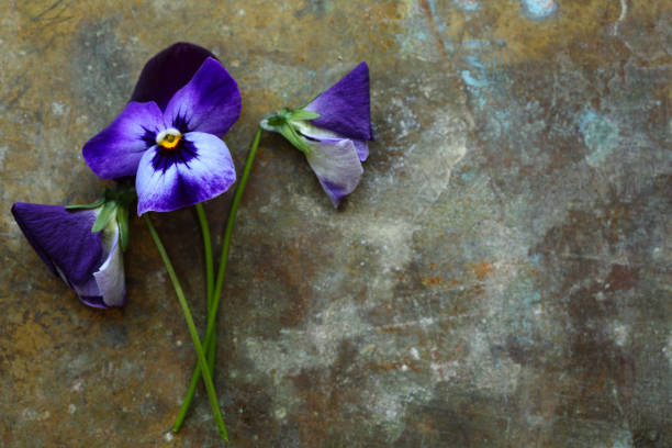 violetten blüten auf eisen, urlaub-hintergrund - 16296 stock-fotos und bilder