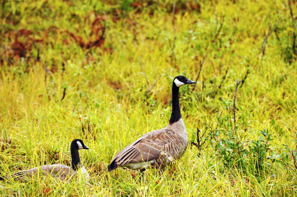 istock Pair of Canada Geese in the grass 918978674