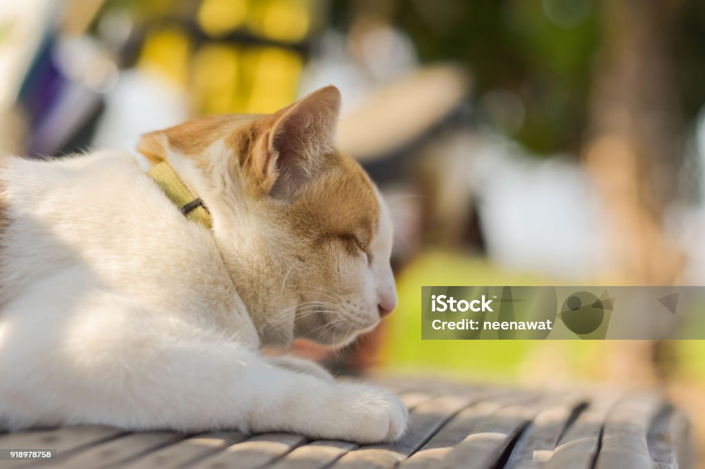 Siamesische weiss-gelben Katze nehmen Sie ein Sonnenbad auf dem Boden - Lizenzfrei Beschaulichkeit Stock-Foto