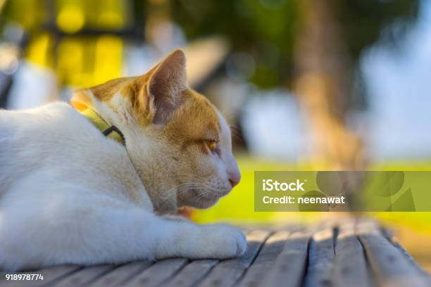 Siamesische Weissgelben Katze Nehmen Sie Ein Sonnenbad Auf Dem Boden Stockfoto und mehr Bilder von Beschaulichkeit