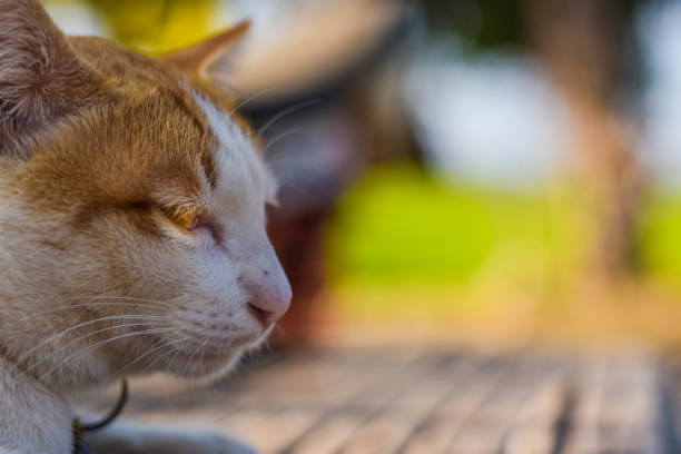 siamesische weiss-gelben katze nehmen sie ein sonnenbad auf dem boden - liegefahrrad stock-fotos und bilder