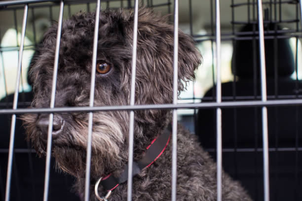 istock Pet Dog Sitting In Car Crate Ready For Journey 918984760