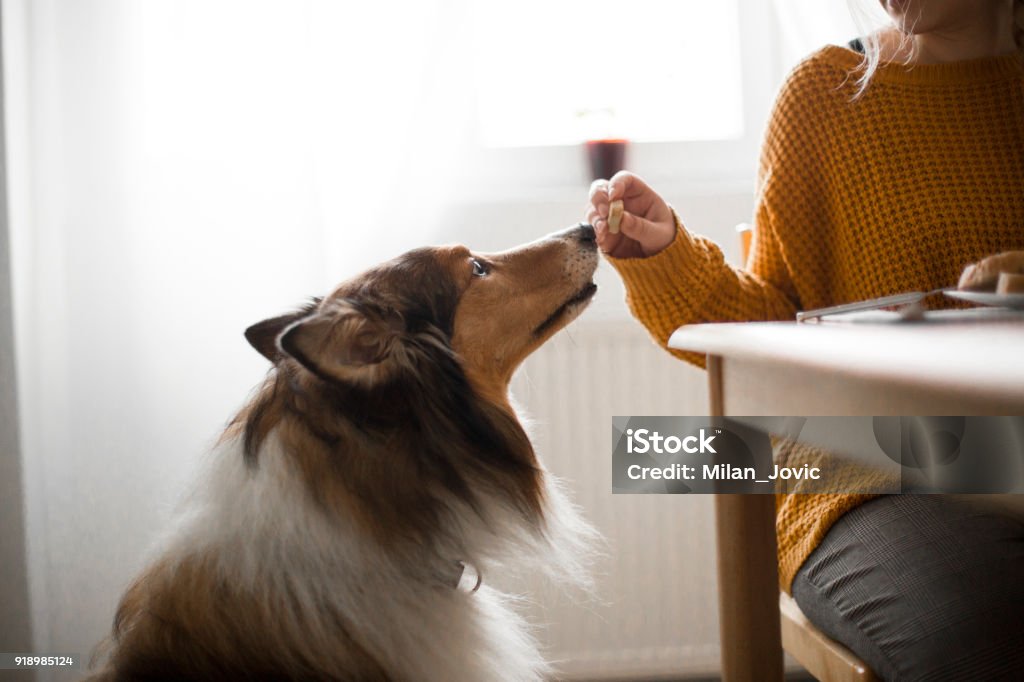 Piquer la nourriture pour sa meilleure amie - Photo de Chien libre de droits