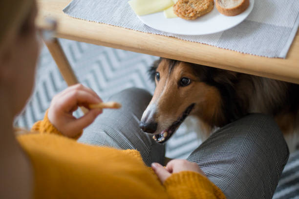 istock Sneaking food for her best friend 918985528