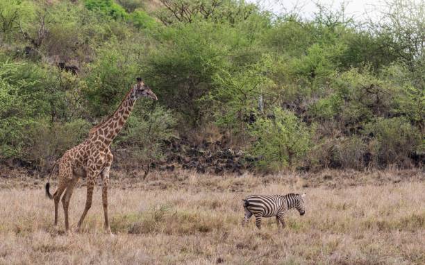 istock Giraffe and Zebra, Tsavo National Park - Kenya 918988832