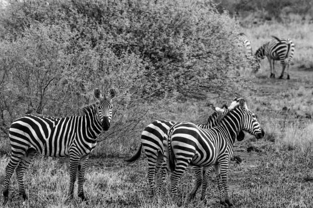 istock Zebre, Tsavo National Park - Kenya 918988992