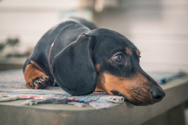 istock puppy Dachshund lying on the bench 918989158
