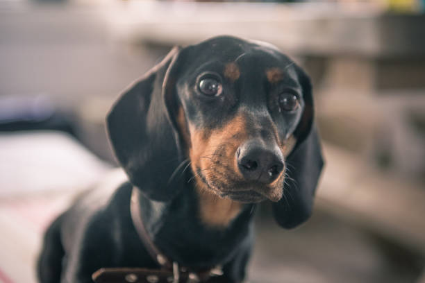 istock puppy Dachshund looks at the camera 918989164