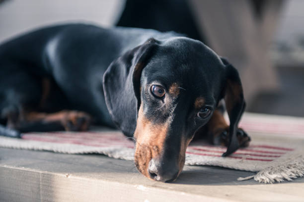 istock puppy Dachshund lying on the bench 918989170