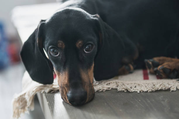 istock puppy Dachshund looks at the camera 918989172