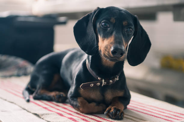 istock puppy Dachshund looks at the camera 918989216