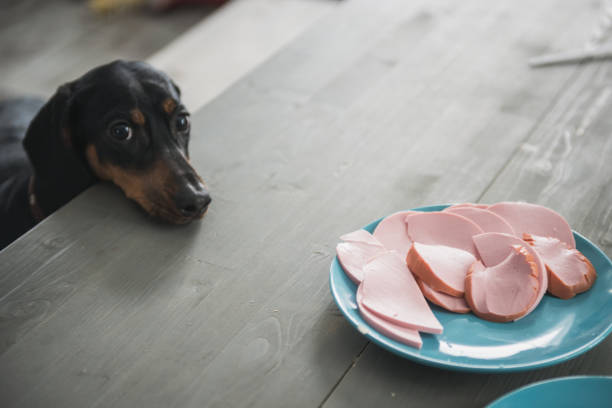 filhote de cachorro dachshund quer salsicha - suplica - fotografias e filmes do acervo