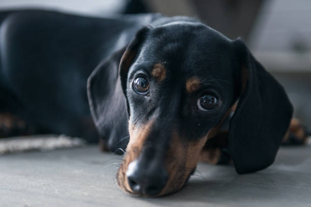 istock puppy Dachshund looks at the camera 918989250