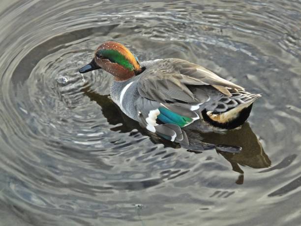 Green-winged Teal Duck (Anas crecca) Green-winged Teal swimming in the wetlands. green winged teal duck stock pictures, royalty-free photos & images