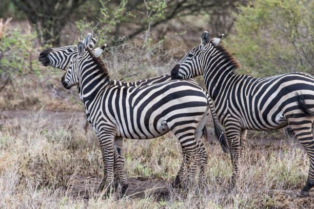 istock Zebre, Tsavo National Park - Kenya 918989768