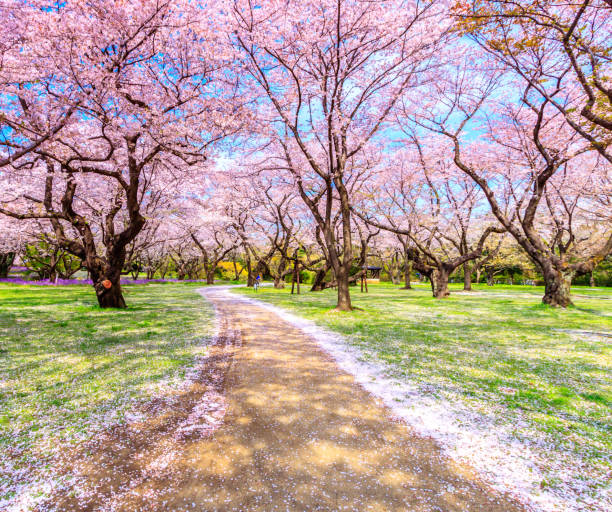 istock Walkway under the Sakura Tree beautiful in Japan 918989786
