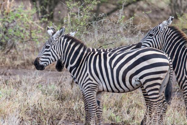 istock Zebre, Tsavo National Park - Kenya 918989868