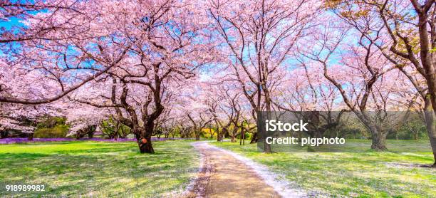 Gang Unter Die Sakurabaum Schön In Japan Stockfoto und mehr Bilder von Kirschblüte - Kirschblüte, Frühling, Baum