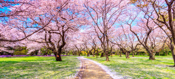 chodnik pod drzewem sakura piękny w japonii - sakura tree flower cherry blossom zdjęcia i obrazy z banku zdjęć
