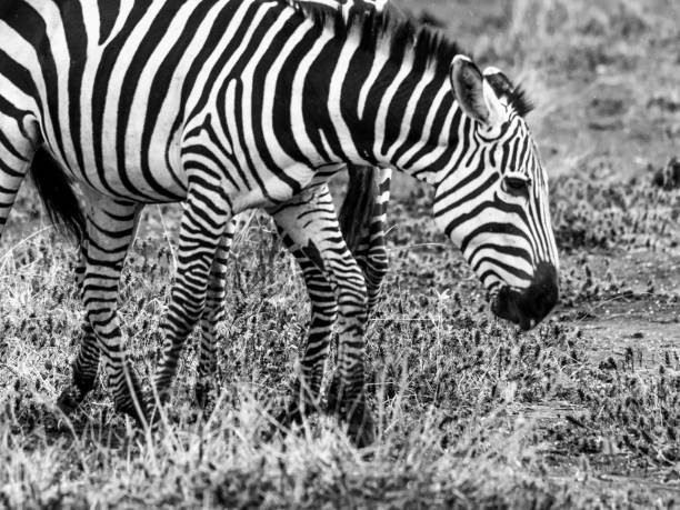 istock Zebre, Tsavo National Park - Kenya 918990062