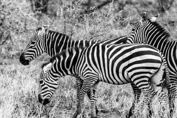 istock Zebre, Tsavo National Park - Kenya 918992368