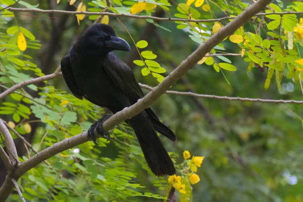 A black gazing crow, perched on a high branch in a lush Thai garden park. A black gazing crow, perched on a high branch in a lush garden park in Bangkok, Thailand. raven corvus corax bird squawking stock pictures, royalty-free photos & images