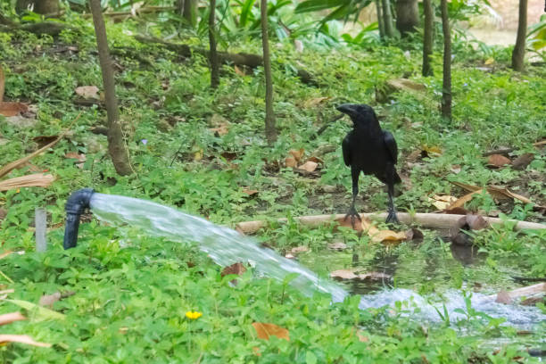 A black thirsty crow, perched on a rubber hose, drinking in the water provided for the lush Thai garden park. A black thirsty crow, perched on a rubber hose, drinking in the water provided for the lush garden park in Bangkok, Thailand. raven corvus corax bird squawking stock pictures, royalty-free photos & images